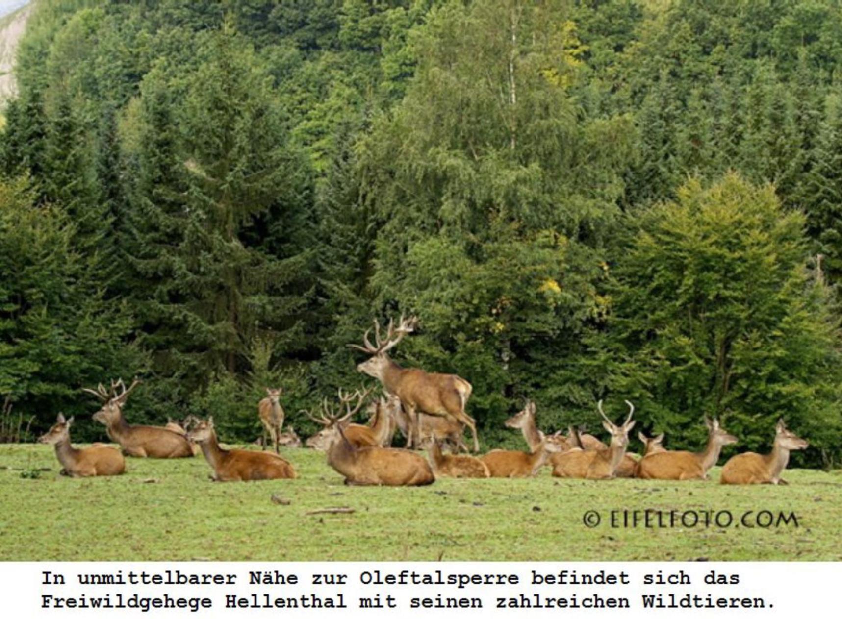 Ferienwohnung Gross A Schleiden Kültér fotó